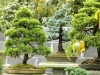 jardin de bonsais
